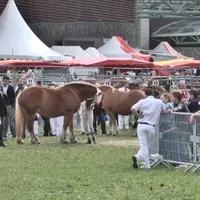 Le Sommet de l'Elevage, c'est 300 chevaux de 16 races différentes dont 9 races de Trait Français.