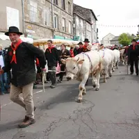 Les animaux Fin Gras du Mézenc ont défilé dans les rues de Fay/Lignon sous les applaudissements du grand public.