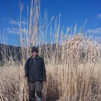 M. Pradier dans sa parcelle de miscanthus avant récolte.