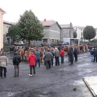 De magnifiques juments bien présentées qui font honneur à leurs races.
