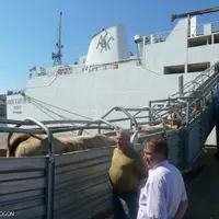 3 000 babys, en partance, vendredi dernier, pour la Turquie, au départ du port de Sète.