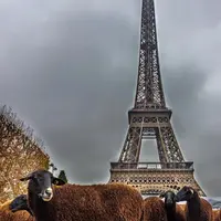 Les moutons étaient à Paris fin 2014 pour interpeller l’État sur l’incompatibilité entre loup et pastoralisme.Les attaques continuent…