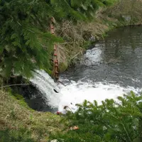 Les truites grandissent dans les eaux du Lignon.