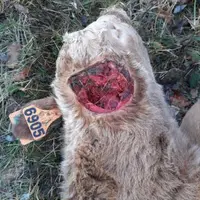 veau mutilé