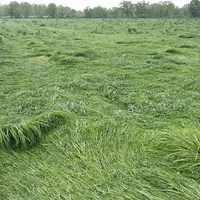 Céréales et prairies ont gravement souffert des chutes de neige et des excès d'eau.