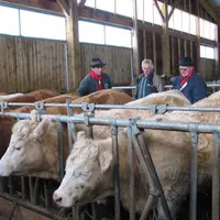 Dans la ferme de Jean Daniel et David Genest au Mazet St Voy, 8 animaux Fin Gras sont destinés à la commercialisation sous marque Fin Gras du Mézenc c