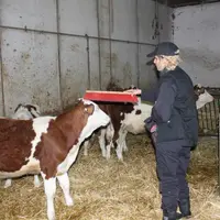 Éviter les accidents en travaillant en sécurité avec ses bovins.