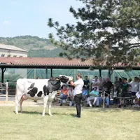 Enigme, mère à taureaux qui a fait la fierté 
de l’élevage Prim’Holstein de Haute-Loire.