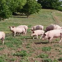 L’élevage plein air garantit un porcin avec un esprit sain. Une clef de voûte pour une viande de qualité.