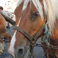 Le concours départemental de chevaux de trait aura lieu le samedi 12 octobre à Landos.