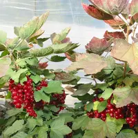 Le syndicat des producteurs de fruits rouges rassemble 49 adhérents.