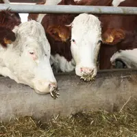 Yannick Fialip : "Nous, producteurs laitiers de Haute-Loire, et plus largement des zones difficiles, avons un bel avenir devant nous".