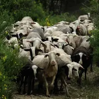 Le coût de production de l'atelier ovin viande est un sujet d'actualité