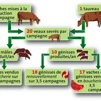 Schéma de production pour 1 reproducteur mâle.