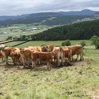 Avec près de 1 150 000 ha de surface en herbe, l’Auvergne s’affirme comme la plus grande prairie de France.