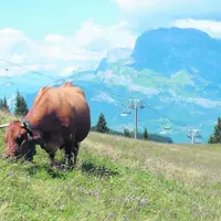 Les quotas laitiers seront supprimés en 2015. Toutefois, pour les zones de montagne, des mesures compensatoires sont envisagées.