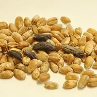 Bien reconnaître l’ergot.