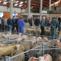 L’Agneau de Saugues est un agneau de lait, né et élevé sous la mère, produit en Gévaudan-Margeride, commercialisé au marché de Saugues, et abattu avan