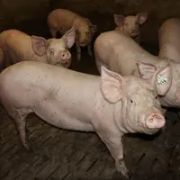 Le 11 avril sera une journée spécialement dédiée au Porc au Bouchet St Nicolas.