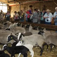 Equipés de leur appareils photos et tablettes, les membres de la délégation ont pris de nombreuses photos de nos moutons pigmentés. Cette délégation é