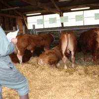 Parmi les éleveurs acheteurs, on trouvait des habitués qui en sont à leur deuxième ou troisième reproducteur achété, lors de ces ventes annuelles.