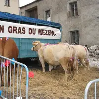 Fin Gras du Mézenc AOC