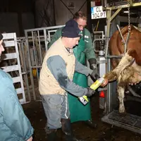 Les éleveurs se sont initiés à la technique du parage sur les vaches du troupeau montbéliard du Gaec de l’Erosion au Monastier.