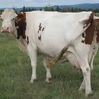 Le traitement des vaches laitières au tarissement sera la seule solution pour lutter contre la grande douve et le paramphistome.