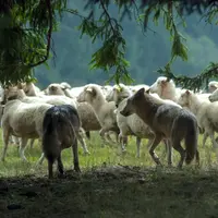 Loup devant un troupeau de brebis
