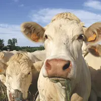 Vaches charolaises