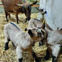 Le plan filière chevreaux, doté d’un budget de 160 000 €, va notamment accompagner les éleveurs qui souhaitent engraisser sur leur élevage.