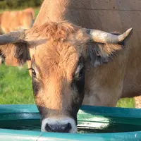 Pour qu’elle soit consommable, l’eau doit répondre à des recommandations, sur les plans biologique et physico-chimique.