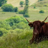 A ce jour, la zone atteinte par la FCO-8 comprend des secteurs de l’Aveyron, du Cantal, de la Lozère et du Tarn.