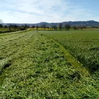 Ma question du jour : comment récolter un ensilage d’herbe à 35 % de MS ou un enrubannage à 50% de MS  en 48 heures après la fauche ?