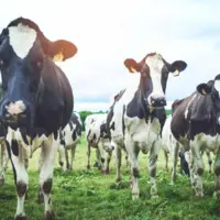 « Nous voulons une PAC de production pour assurer la souveraineté alimentaire de la France et de l’Union européenne », a déclaré Patrice Remaud, admin