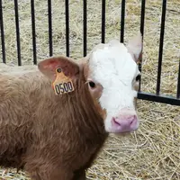 Petit veau dans une case paillée