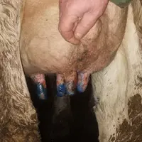 Un dépistage départemental (exploitations laitières et allaitantes) est actuellement en cours (en parallèle des prophylaxies annuelles obligatoires).