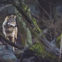 Loup