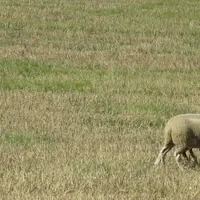 Le 16 septembre, les chiens de troupeaux Border Collie seront au travail.
