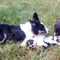 Chien de troupeau Border Collie