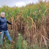 Fabrice Pradier dans l'une de ses parcelles de miscanthus.