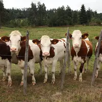 Genisses au pré