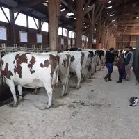 Une année bien remplie pour les éleveurs Holstein.