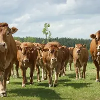 La limousine, une race qui présente des qualités d'élevage et de viande.