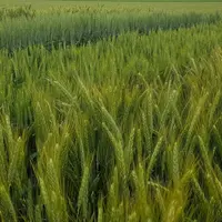 Plateforme d'essais céréales à St Paulien en 2021