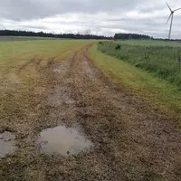 Une prairie naturelle très abîmée par le piétinement et le passage des voitures et camions...