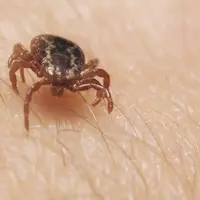Tique, maladie de Lyme.