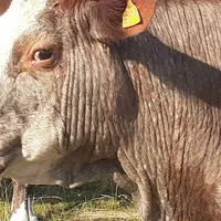 Vache atteinte de besnoitiose - perte de poils et épaissement de la peau.