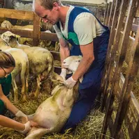 Sur les cinq dernières années, le nombre de vétérinaires déclarant une ac­tivité pour les animaux de rente est passé de 3 869 en 2016 à 3 155 en 2020,