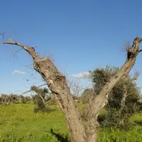 la bactérie Xylella fastidiosa menace certaines de nos plantes.